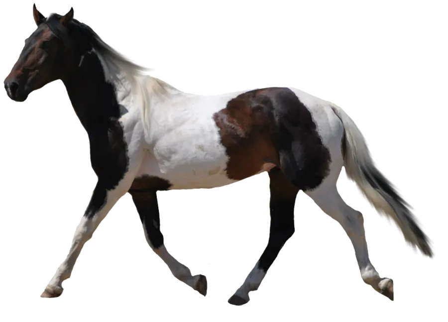 98+ Horse PNG Clipart Collection - Premium Wildlife Horse Illustrations for Creative Designs and Digital Projects 5