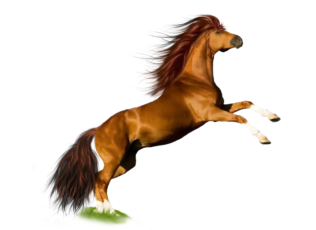 98+ Horse PNG Clipart Collection - Premium Wildlife Horse Illustrations for Creative Designs and Digital Projects 4