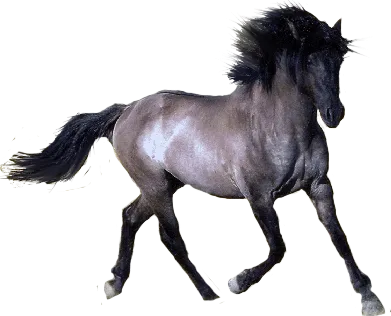 98+ Horse PNG Clipart Collection - Premium Wildlife Horse Illustrations for Creative Designs and Digital Projects 6