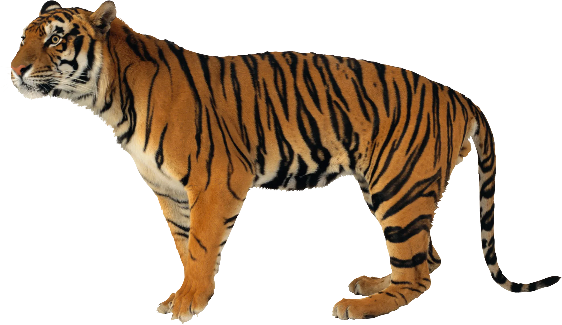 51+ Tiger PNG Clipart Collection - Vibrant Wildlife Illustrations for Designers and Creators 3