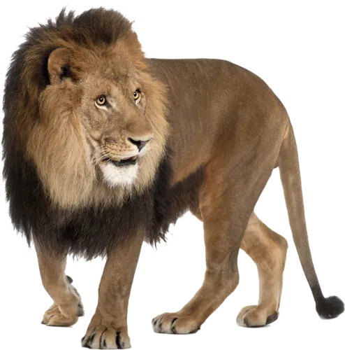 64+ Lion PNG Clipart Set - Premium Wildlife Animal Illustrations for Creative Projects and Branding 3
