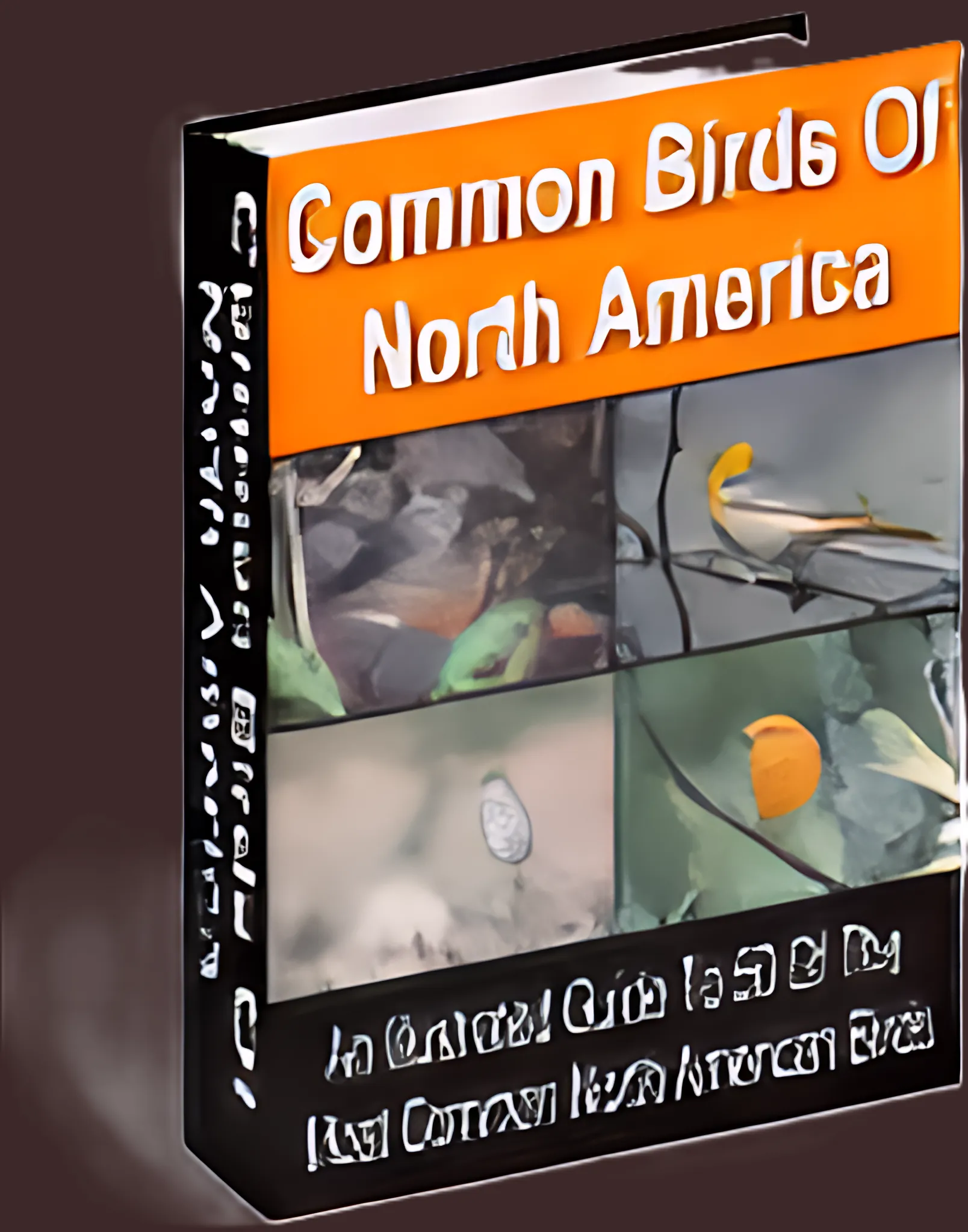 50 Common Birds of North America Birdwatcher's Visual Guide - Detailed Illustrated E-Book for Nature Enthusiasts and Educators 2025-2026 4