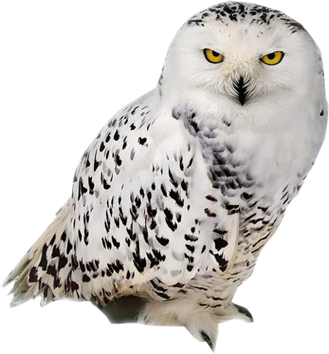 57+ Owl PNG Clipart Bundle - Premium Wildlife Illustrations for Creative Projects and Branding 4