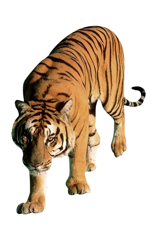 51+ Tiger PNG Clipart Collection - Vibrant Wildlife Illustrations for Designers and Creators