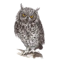 57+ Owl PNG Clipart Bundle - Premium Wildlife Illustrations for Creative Projects and Branding 5