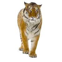 51+ Tiger PNG Clipart Collection - Vibrant Wildlife Illustrations for Designers and Creators 5