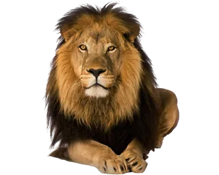 64+ Lion PNG Clipart Set - Premium Wildlife Animal Illustrations for Creative Projects and Branding 5
