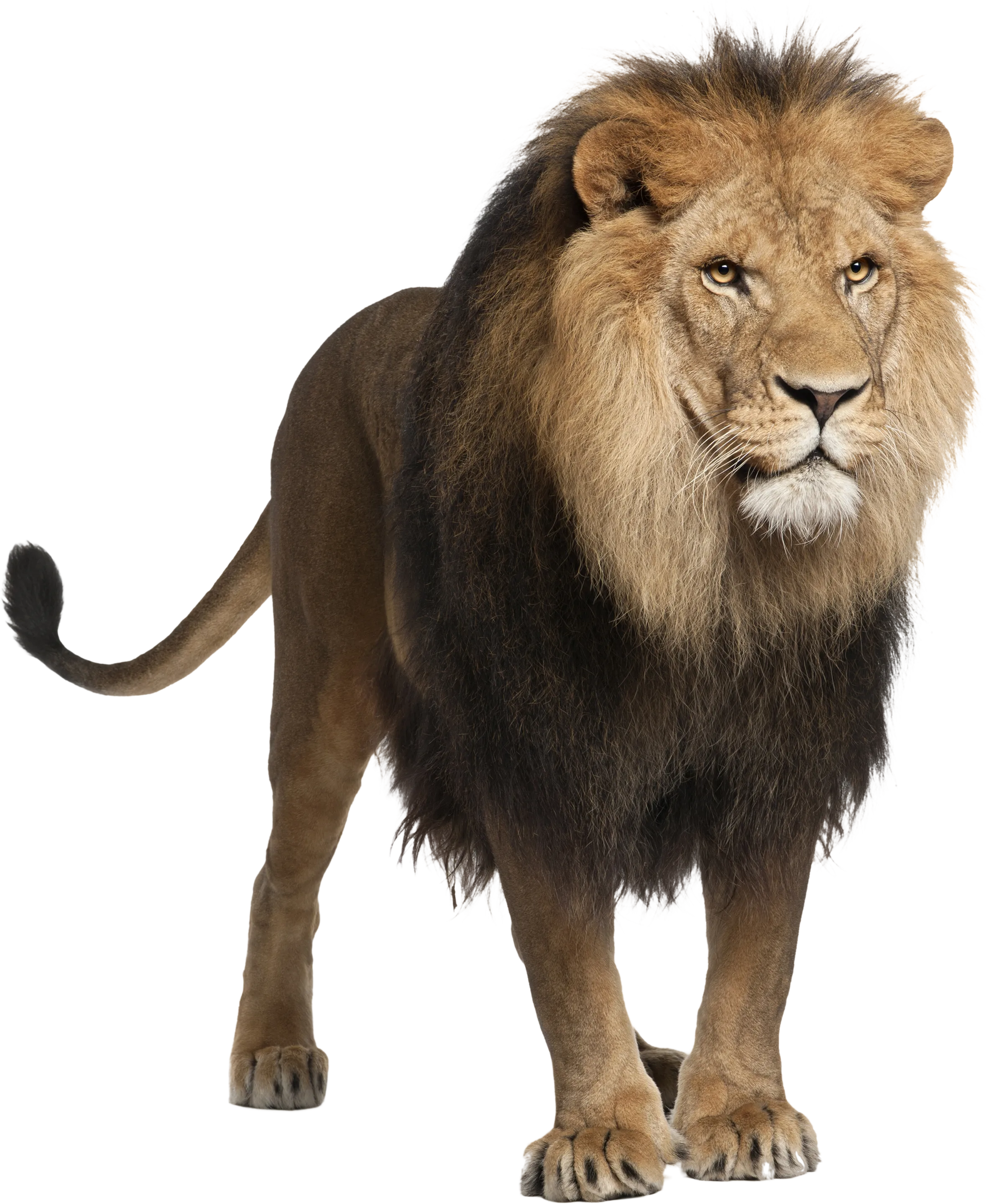 64+ Lion PNG Clipart Set - Premium Wildlife Animal Illustrations for Creative Projects and Branding