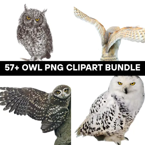 57+ Owl PNG Clipart Bundle - Premium Wildlife Illustrations for Creative Projects and Branding 3