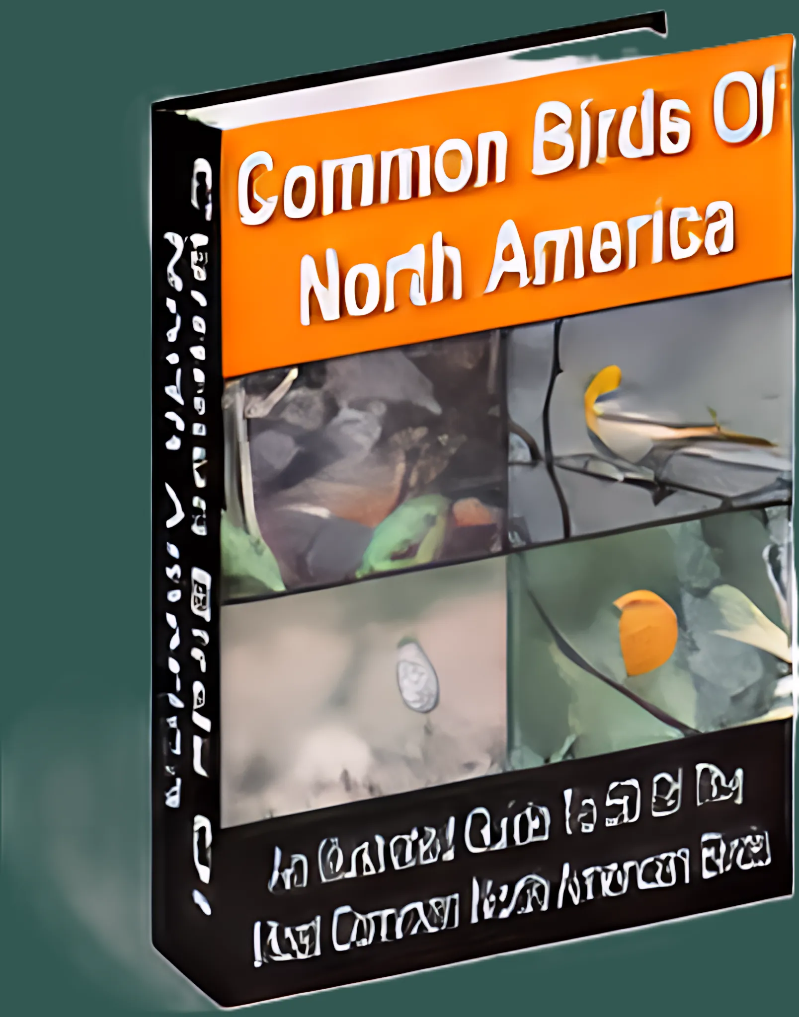 50 Common Birds of North America Birdwatcher's Visual Guide - Detailed Illustrated E-Book for Nature Enthusiasts and Educators 2025-2026 3