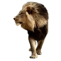 64+ Lion PNG Clipart Set - Premium Wildlife Animal Illustrations for Creative Projects and Branding 6