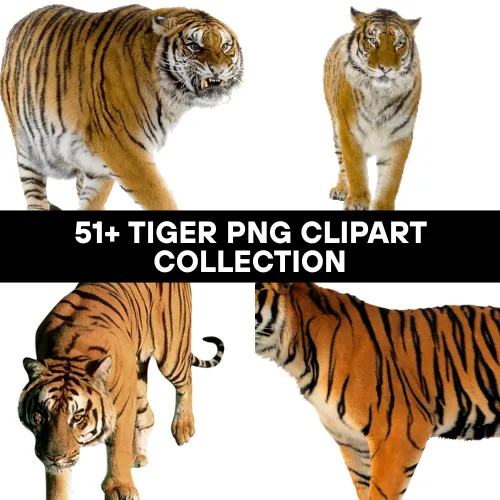 51+ Tiger PNG Clipart Collection - Vibrant Wildlife Illustrations for Designers and Creators 4