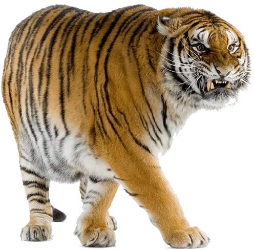 51+ Tiger PNG Clipart Collection - Vibrant Wildlife Illustrations for Designers and Creators 6