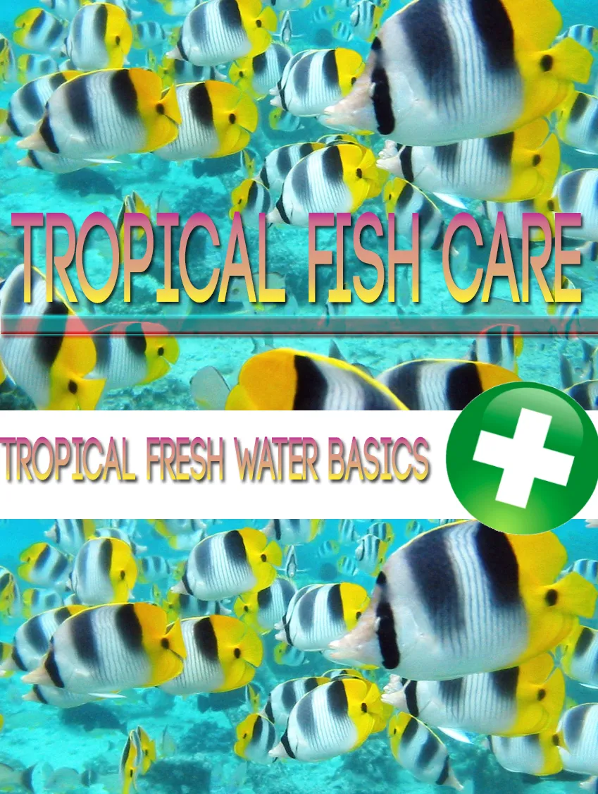 Tropical Fish Care Aquarium Setup & Fish Health Guide - Comprehensive Digital Guide for Aquarium Enthusiasts and Pet Care 3