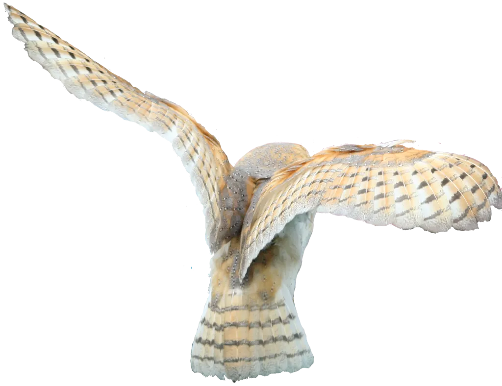 57+ Owl PNG Clipart Bundle - Premium Wildlife Illustrations for Creative Projects and Branding 6