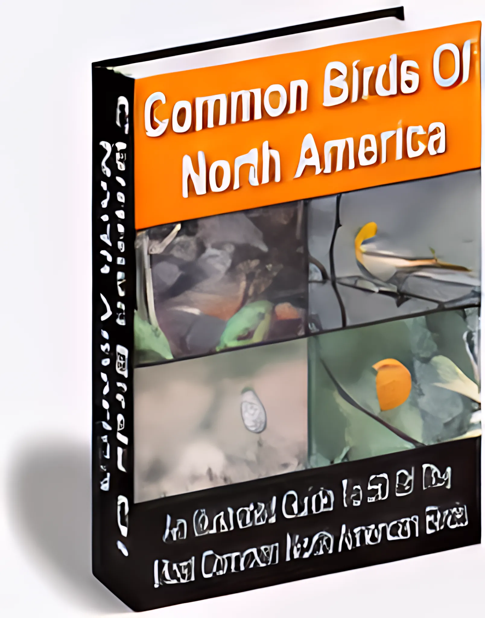 50 Common Birds of North America Birdwatcher's Visual Guide - Detailed Illustrated E-Book for Nature Enthusiasts and Educators 2025-2026 5