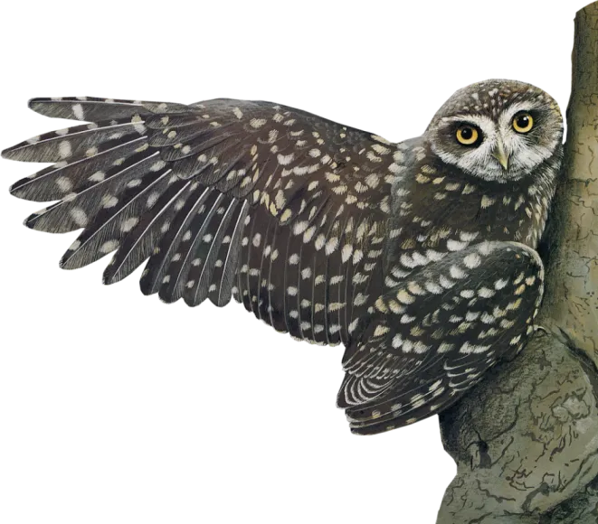 57+ Owl PNG Clipart Bundle - Premium Wildlife Illustrations for Creative Projects and Branding